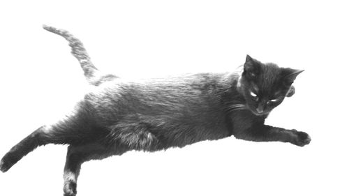 Portrait of cat over white background