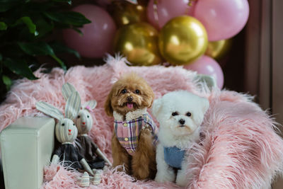 Close-up of dog on christmas tree