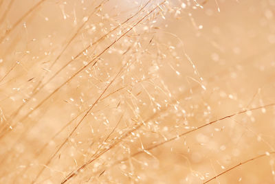 Close-up of wet plant