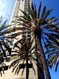 Low angle view of palm trees