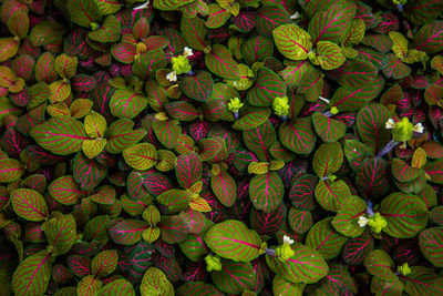 Full frame shot of plants