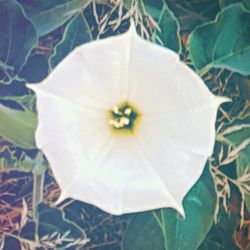 White flower blooming outdoors