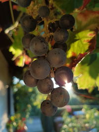 Close-up of grapes hanging on tree