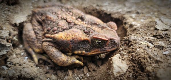 Close-up of toad/frog on land