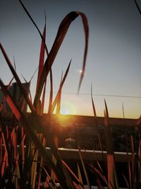 Close-up of plants growing on field against sky during sunset
