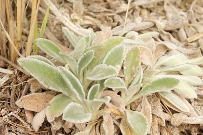 Close-up of green leaves