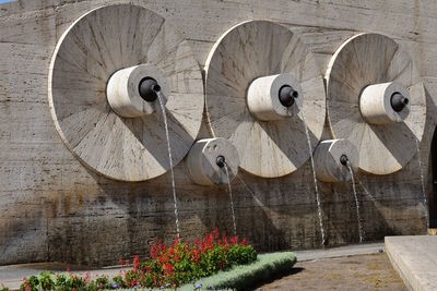 Close-up of white flowers on wall