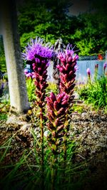 Close-up of purple flowers