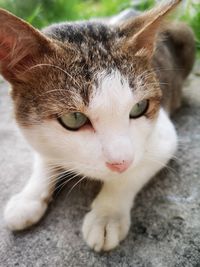 Close-up portrait of cat outdoors