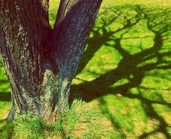 Trees on grassy field