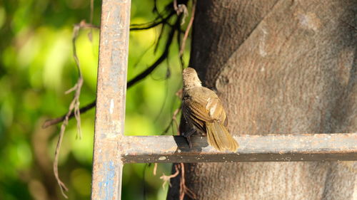 Close-up of bird perching on branch