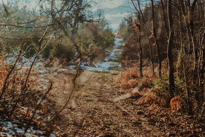 Trees in forest