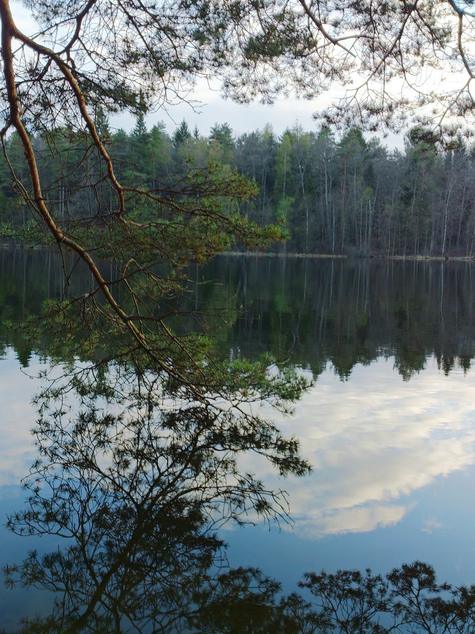 tree, tranquility, tranquil scene, water, lake, reflection, scenics, beauty in nature, nature, branch, sky, forest, standing water, idyllic, non-urban scene, calm, growth, bare tree, no people, day