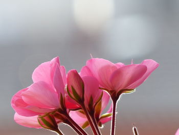 Close-up of pink flowering plant