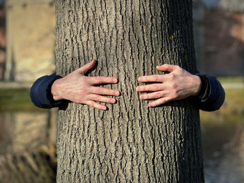 tree trunk