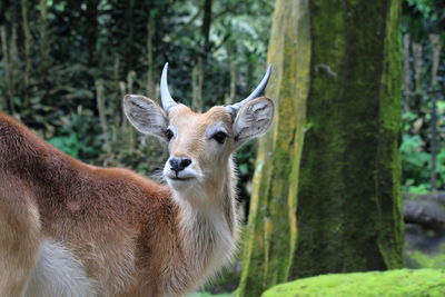 Close up antelope face, cisarua safari park , indonesia