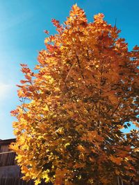 Low angle view of tree against sky during autumn