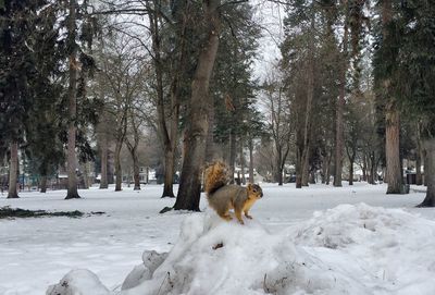 Squirrel on snow at field against trees