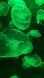 Close-up of jellyfish in water