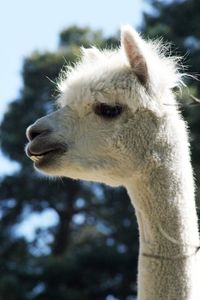 Close-up of a goat