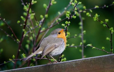 Close-up of bird perching on tree