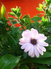 Close-up of flower blooming outdoors