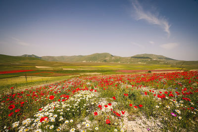 Scenic view of field against sky