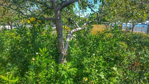 Plants growing on tree trunk