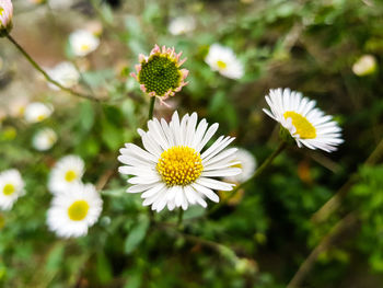 Close-up of flowers blooming outdoors