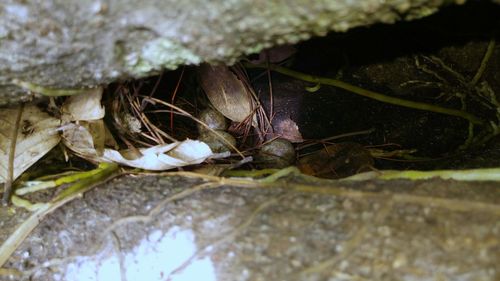 Close-up of crab on leaves