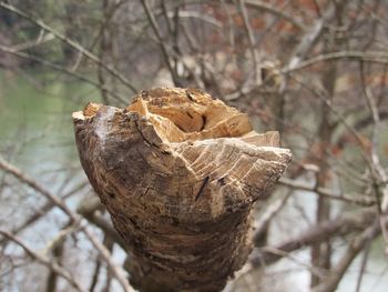 Close-up of dried leaf on tree trunk