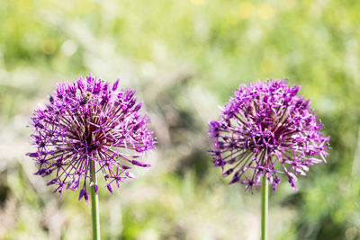 Allium giganteum