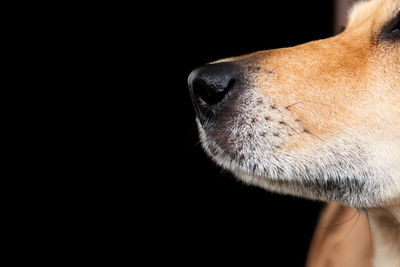 Close-up of a dog over black background