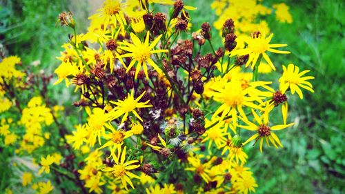 Close-up of yellow flowers