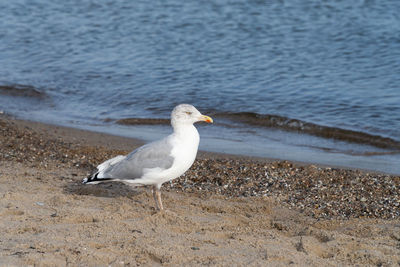 Seagull perching on a beach