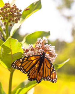 Close-up of butterfly pollinating on flower