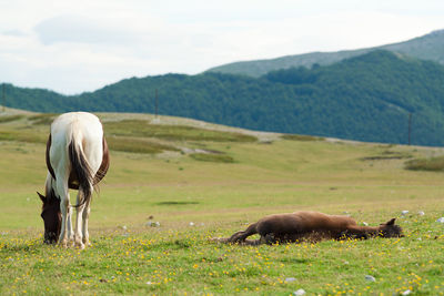 Sheep grazing in a field