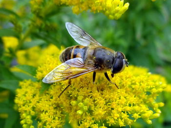 Close-up of bee on yellow flowers