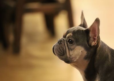 Close-up of a dog looking away