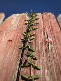 Close-up of lizard on wood