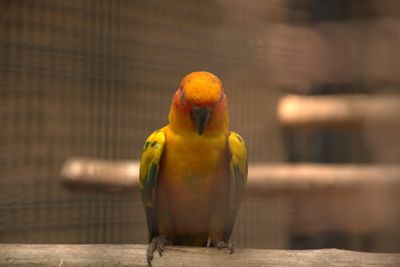 Close-up of parrot perching on wood