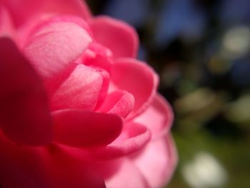 Close-up of pink rose