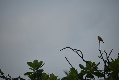 Low angle view of bird against sky