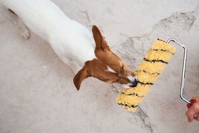 Dog jack russell terrier playing with paint roller in white room. renovation concept