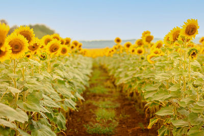 Panoramic view of field of golden yellow sunflowers on sunny summer day. concept of agriculture 