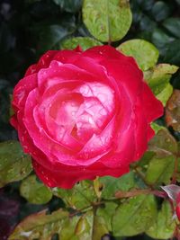 Close-up of wet pink rose