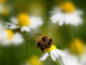 Close-up of bee pollinating on white flower