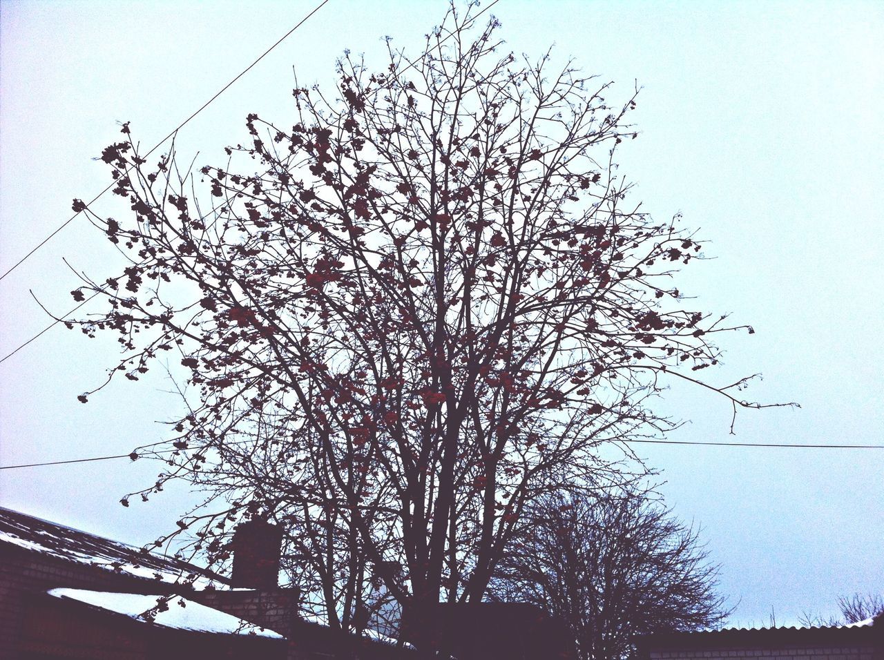 low angle view, building exterior, built structure, tree, architecture, branch, clear sky, sky, bare tree, growth, silhouette, power line, nature, outdoors, no people, day, house, high section, building, dusk