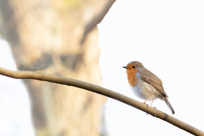 Close-up of bird perching on branch