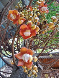 Close-up of cactus flower pot